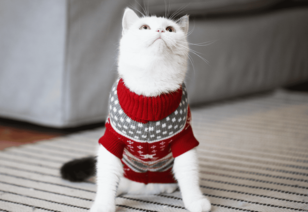 cozy christmas sweater cats