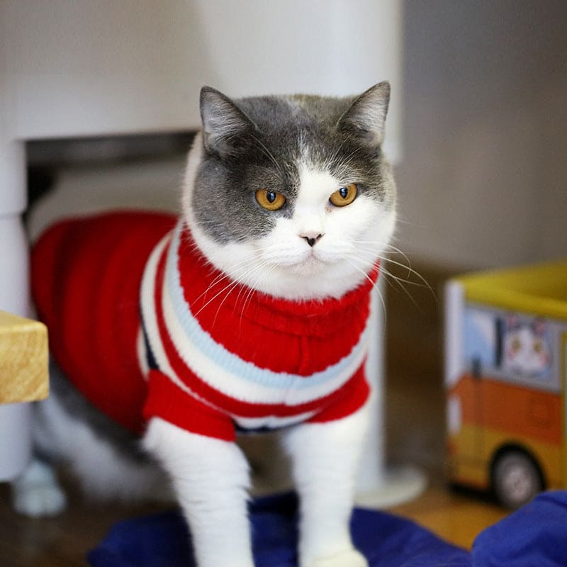 winter clothing for cats